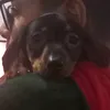 tunico_salsichinha