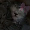 nikto_tochka