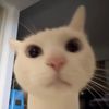 Yoyopet🐱용용댕이💕