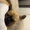 ana_luna_lusy2