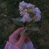 princess_4328