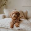 poppys_house