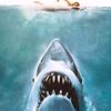 sharkbait1027