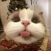 _ptthanhdyy_