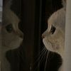 siham_8.0