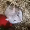 schnubithehamster