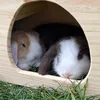 bobbyandpumpkin