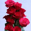 shwe.shwe9595