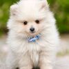 cutemybabypet