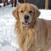 hunter_goldenretriever02