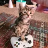 _cat.13