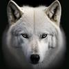 whitewolf5686