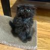 suki.the.cutie.in.nyc