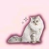 sukakinderjoy_20