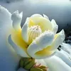 nguyn.trung.hiu4514