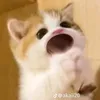 ntnut12