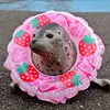 seal_52