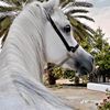 abieh84