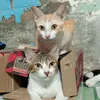 meomeoorange