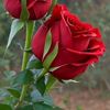 zain.gondal983