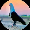 subhanpigeonclub2