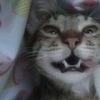 ghost00qq