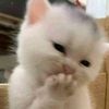 dua29_