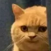 trabidaottt