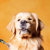 hudthedog