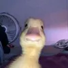 phzera_7