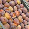 fruitafruiti