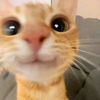 upin_imoett