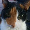 thecatttt_