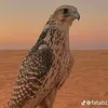 _rtmnj