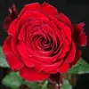 user9531041211448
