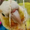 hieuthubat0