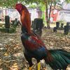sgf_sawunggalingfram