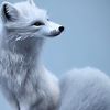 snowy.._..fox2