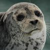 lukedseals