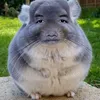 chinchillo_003