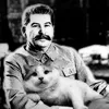 williethecat