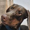 hrsddog