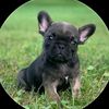 @frenchies puppies