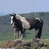 nico_galves15