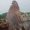 asgar.merpati22