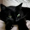 grayguevera