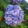 bluedaisieso
