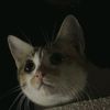 lody_406