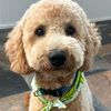 APPADOODLE