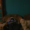 dshkwcjxw